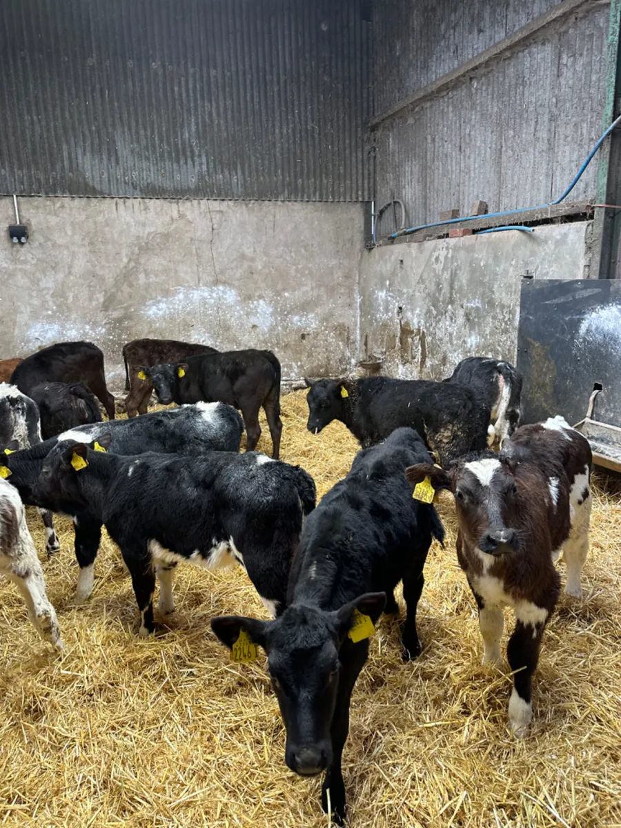 Reared heifers - Image 2