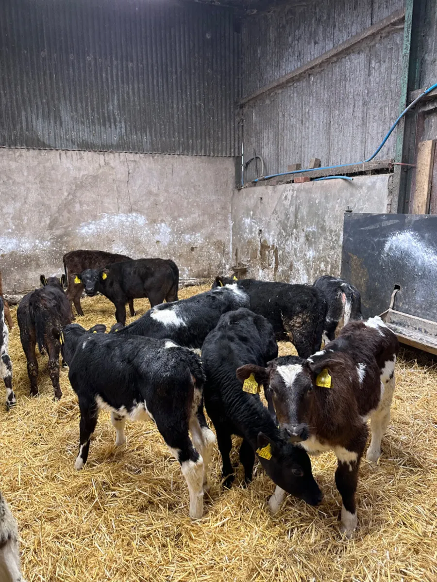 Reared heifers - Image 3