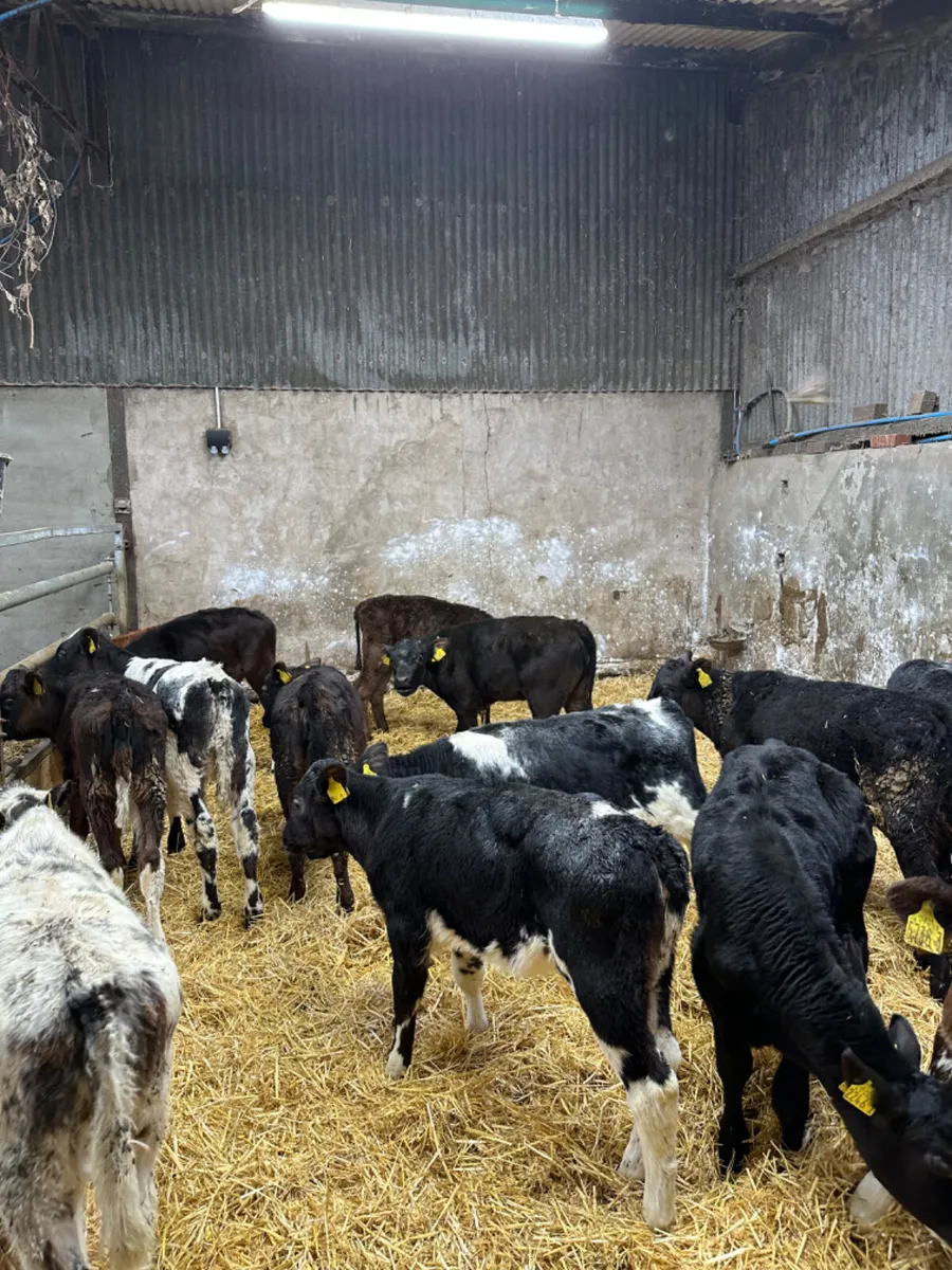 Reared heifers - Image 1