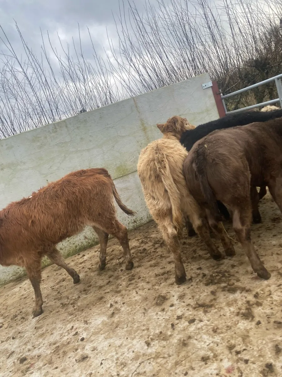 6 super suckler bred heifer weanlings - Image 2