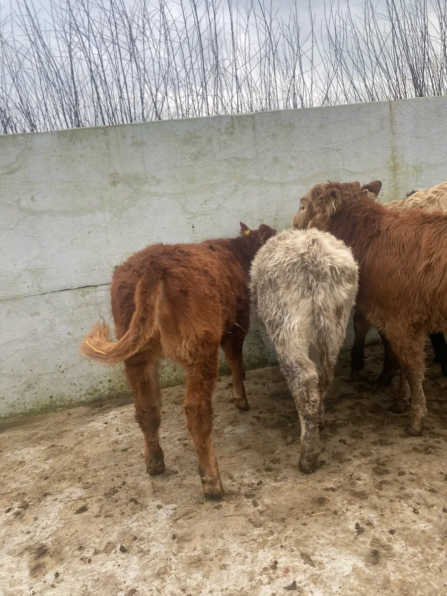 6 super suckler bred heifer weanlings - Image 3