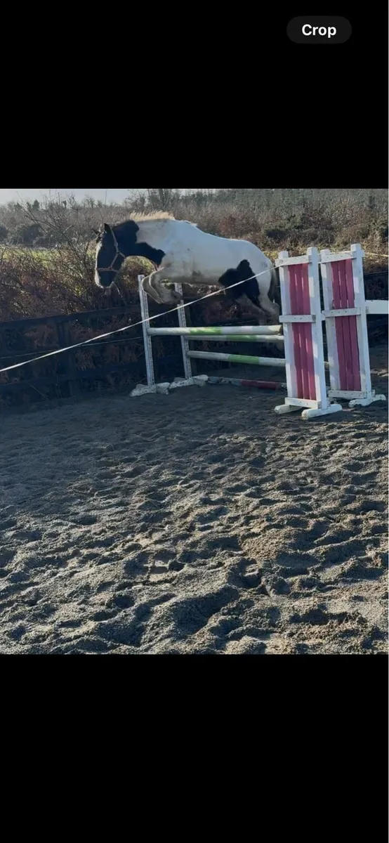 Smashing 3 year old filly - Image 3