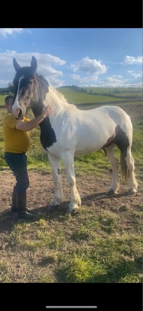 Smashing 3 year old filly - Image 4