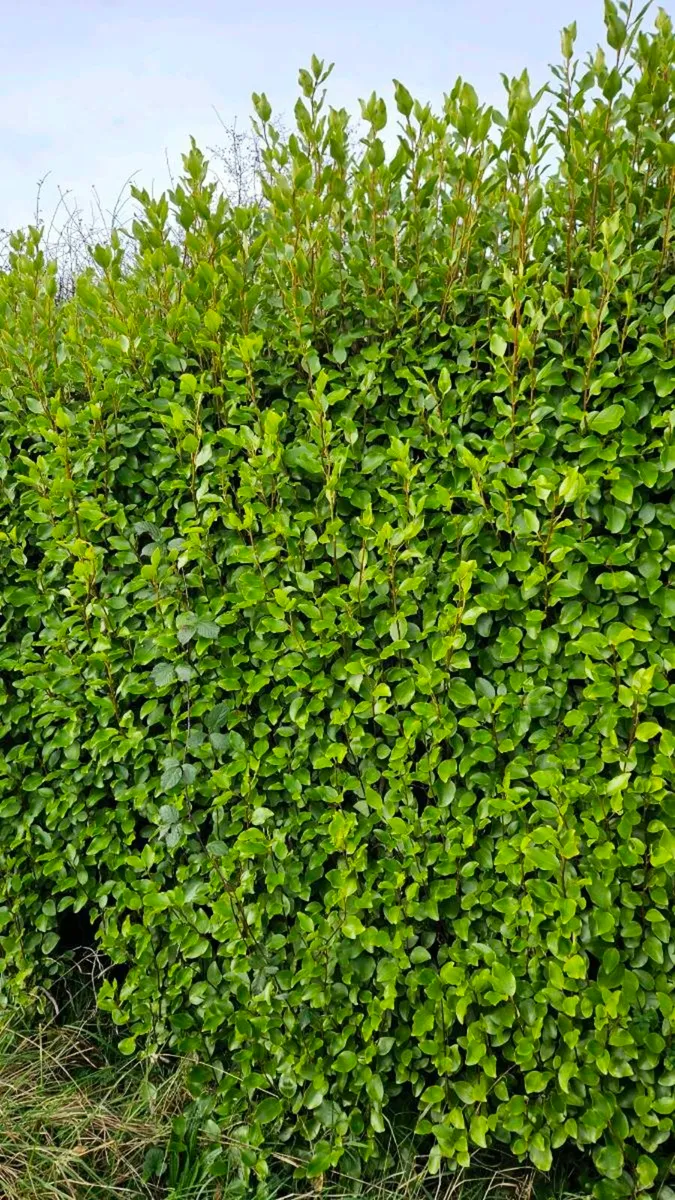 Griselina Hedging 2ft Potted - Image 1