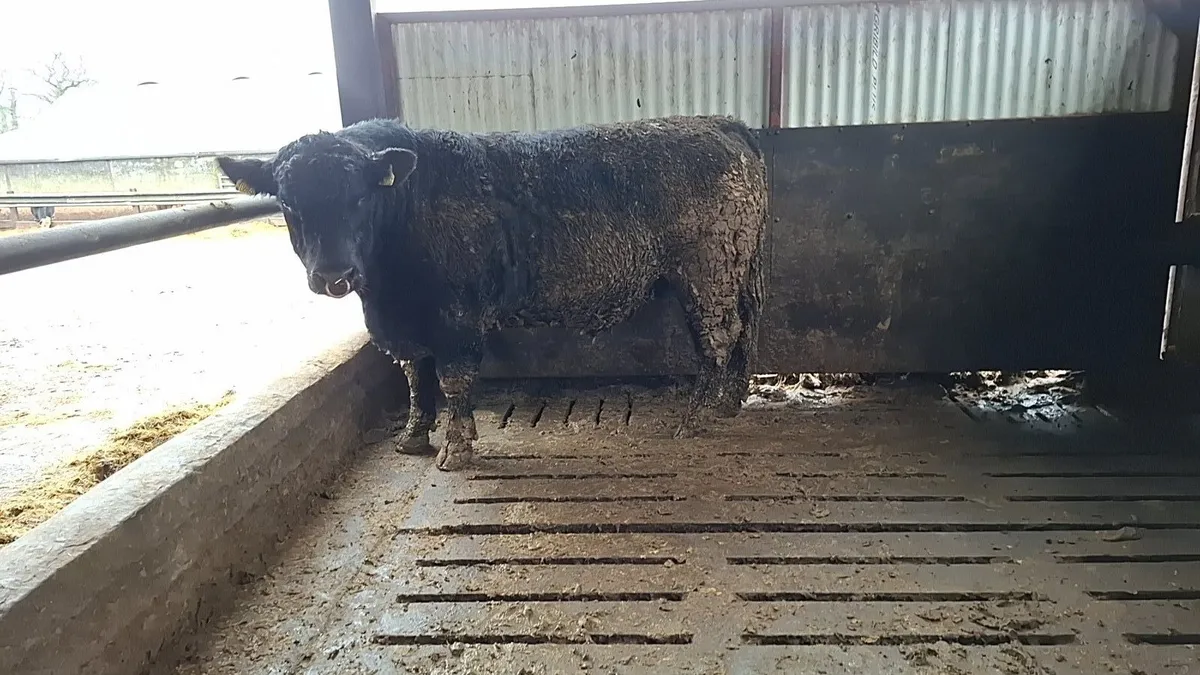 Strong Pedigree Angus Bull - Image 2