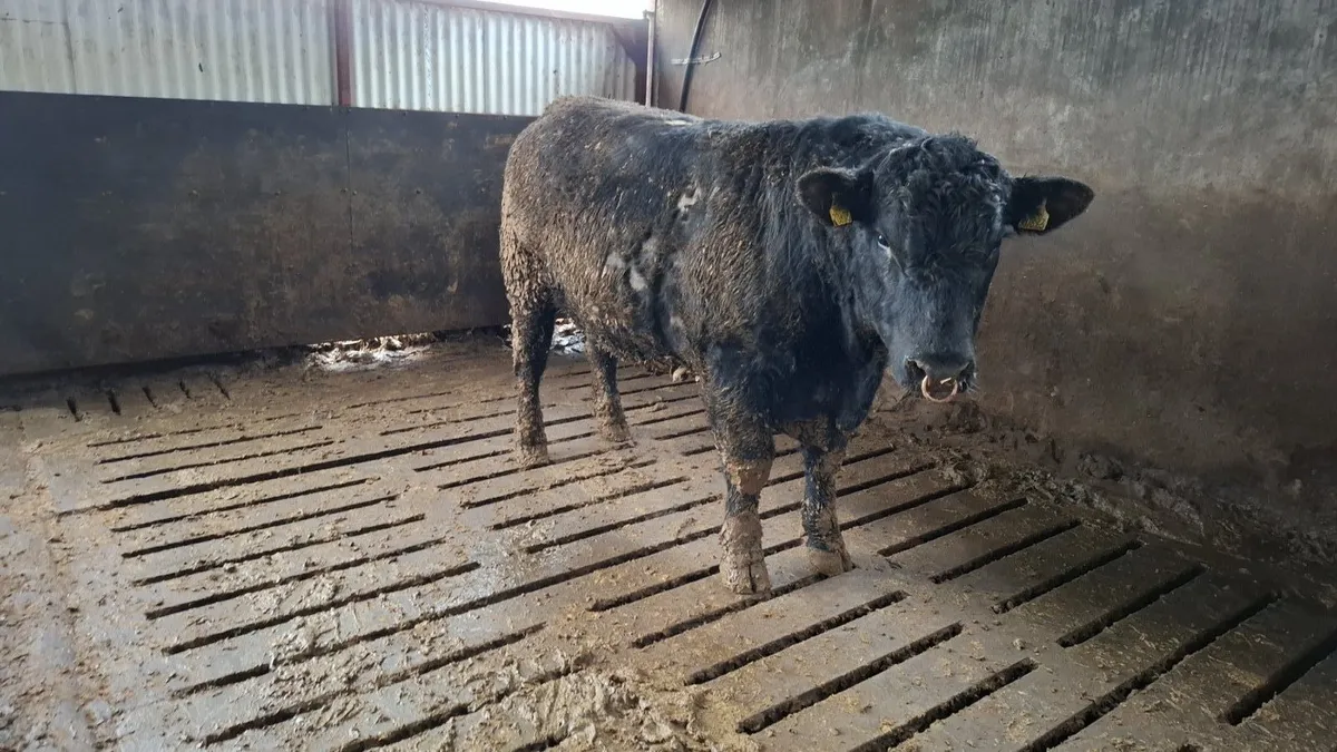 Strong Pedigree Angus Bull - Image 3