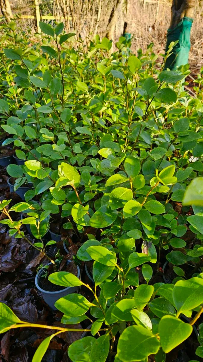 Griselina Hedging 2ft Potted - Image 2
