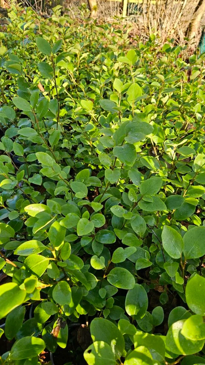Griselina Hedging 2ft Potted - Image 3