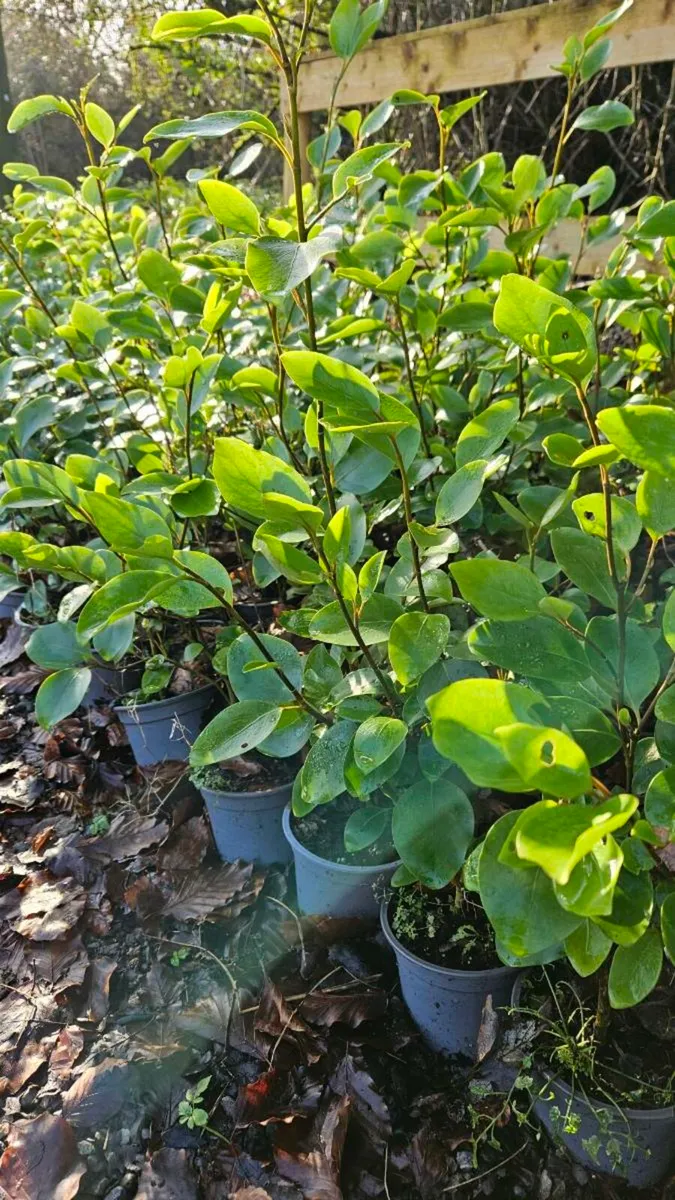 Griselina Hedging 2ft Potted - Image 4