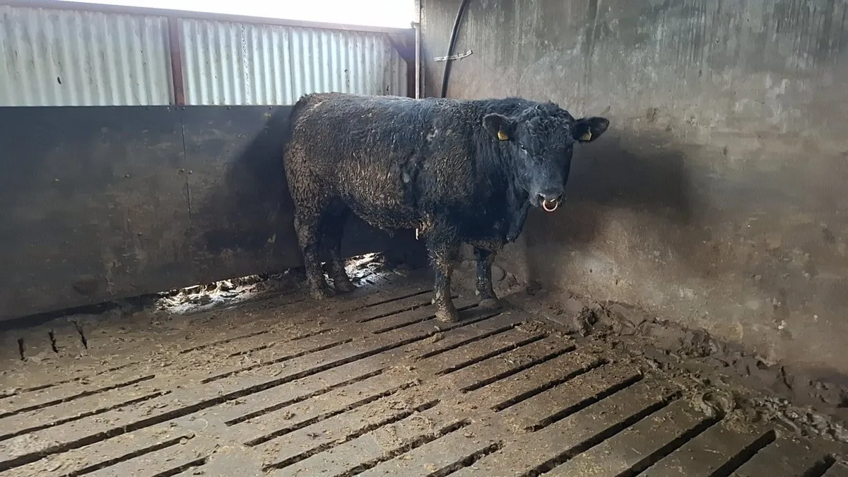 Strong Pedigree Angus Bull - Image 1