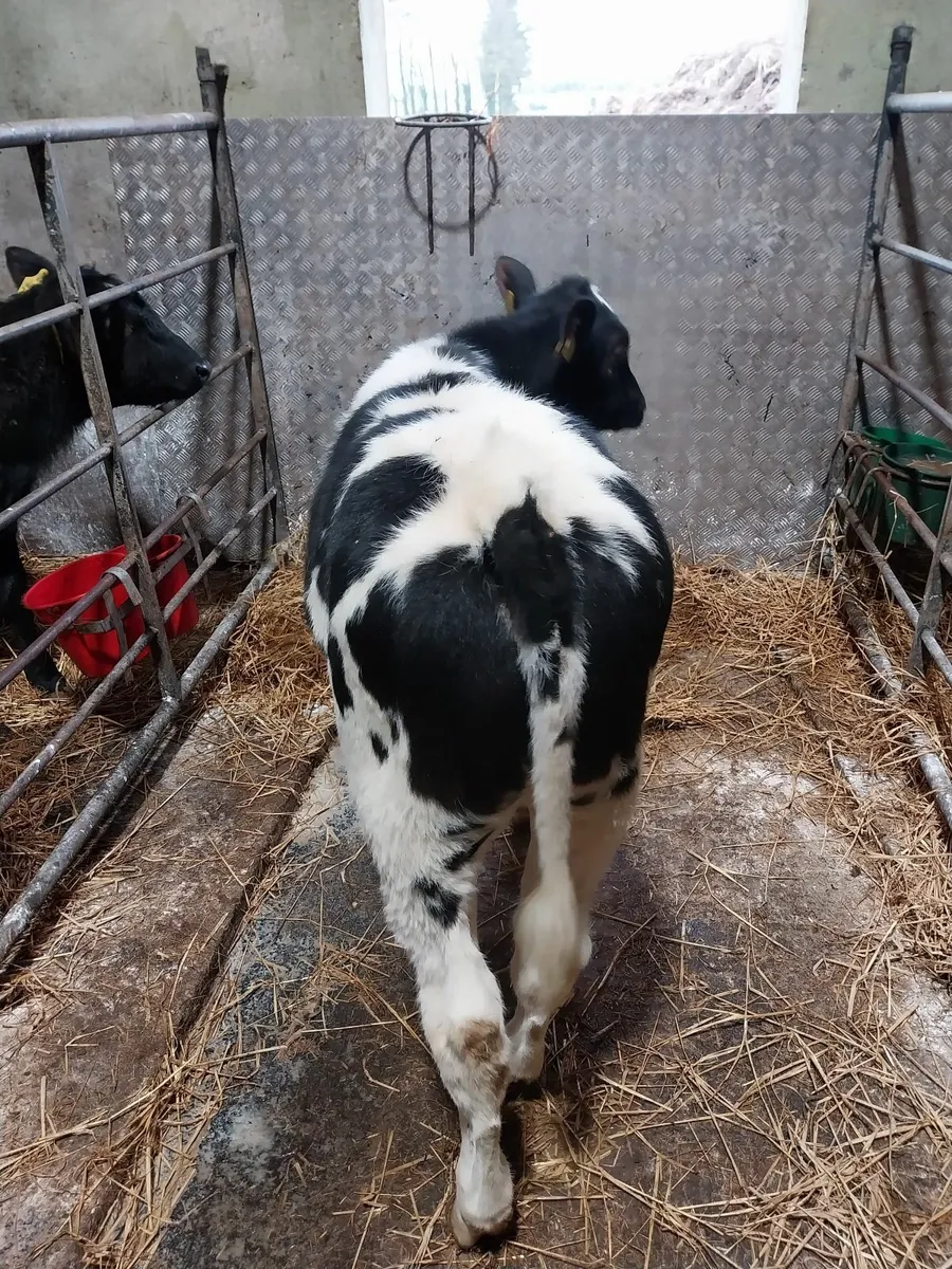 CALVES HEIFERS AND BULLS FOR SALE - Image 2