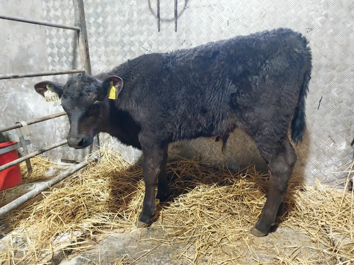 CALVES HEIFERS AND BULLS FOR SALE - Image 3