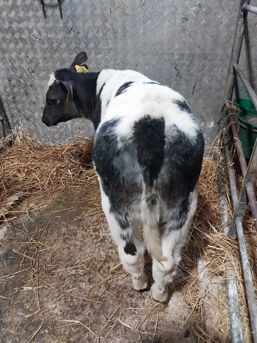 CALVES HEIFERS AND BULLS FOR SALE - Image 4