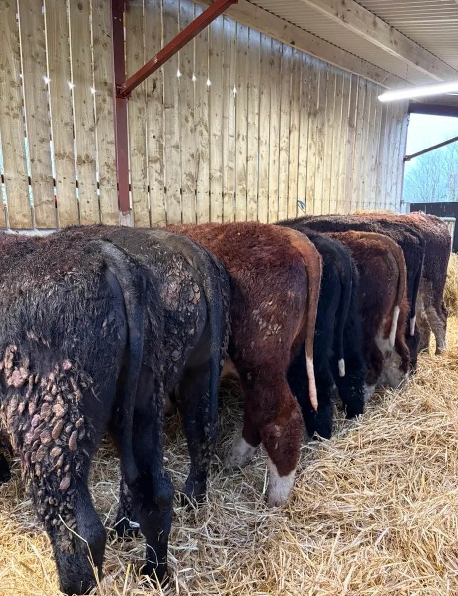 8 super 330kg suckler bred bullocks - Image 1