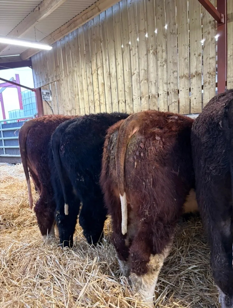 8 super 330kg suckler bred bullocks - Image 2
