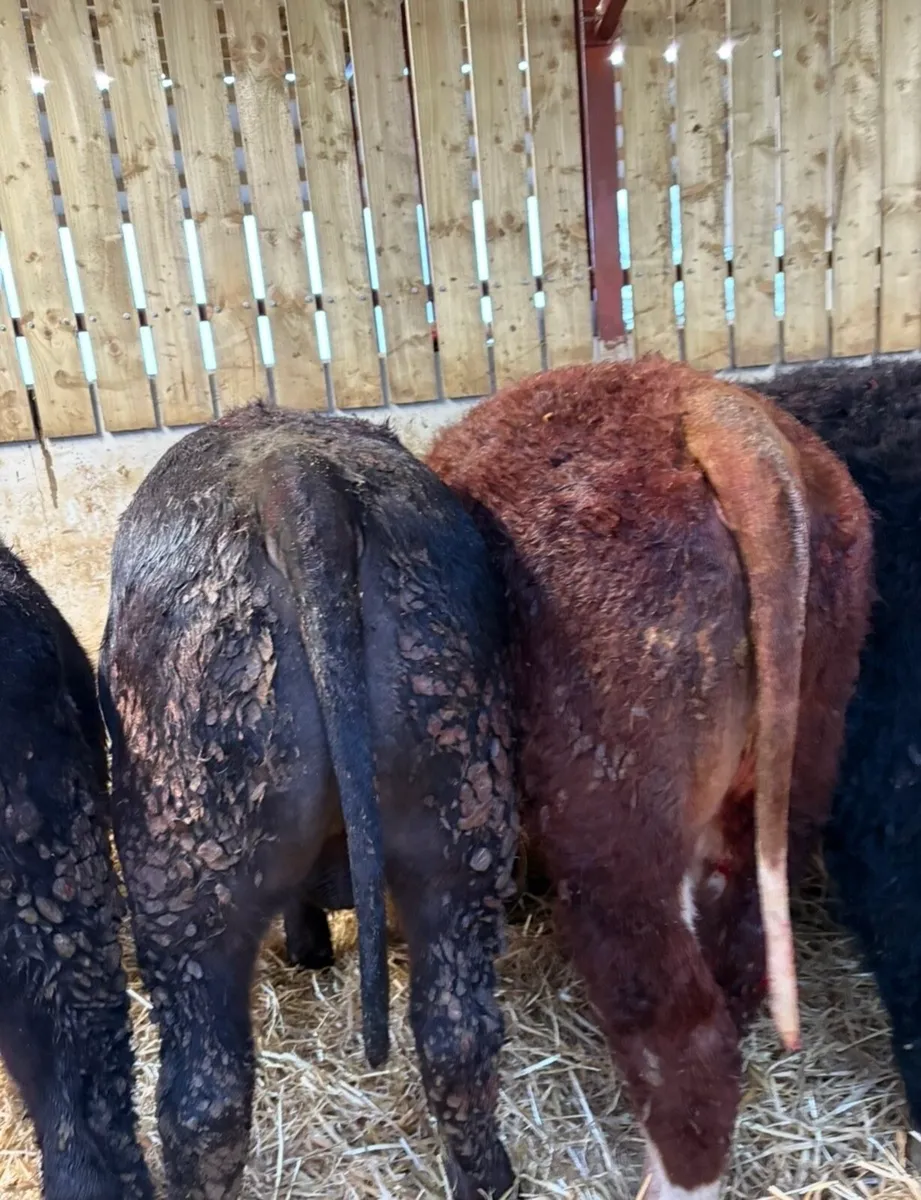 8 super 330kg suckler bred bullocks - Image 3