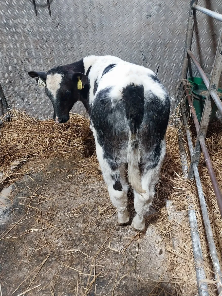 CALVES HEIFERS AND BULLS FOR SALE - Image 4