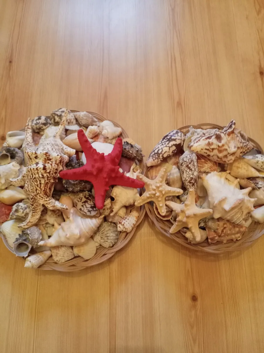 Large seashell set - Image 1