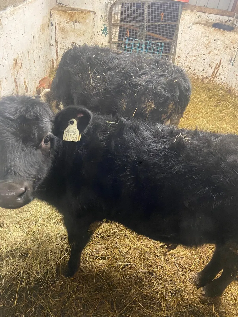 Reared calves - Image 1