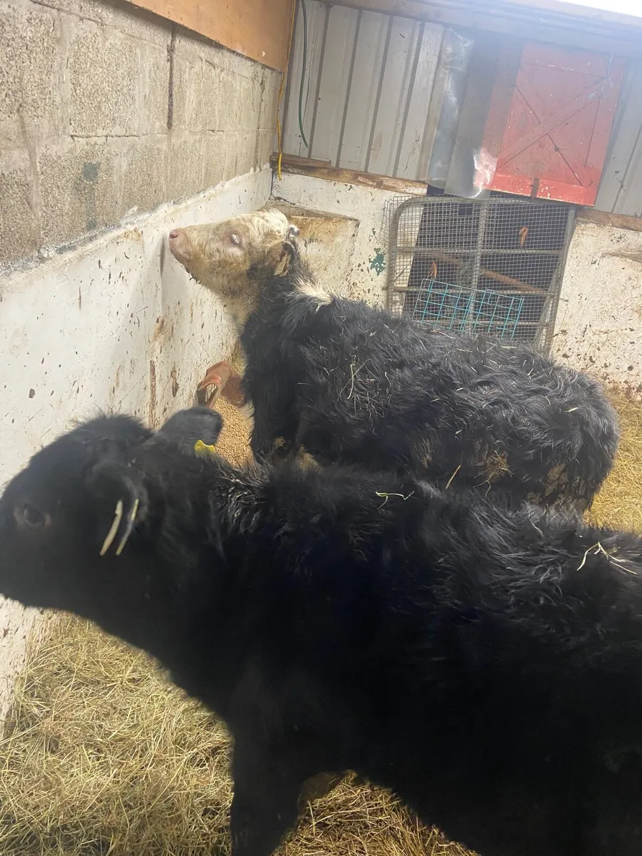 Reared calves - Image 2