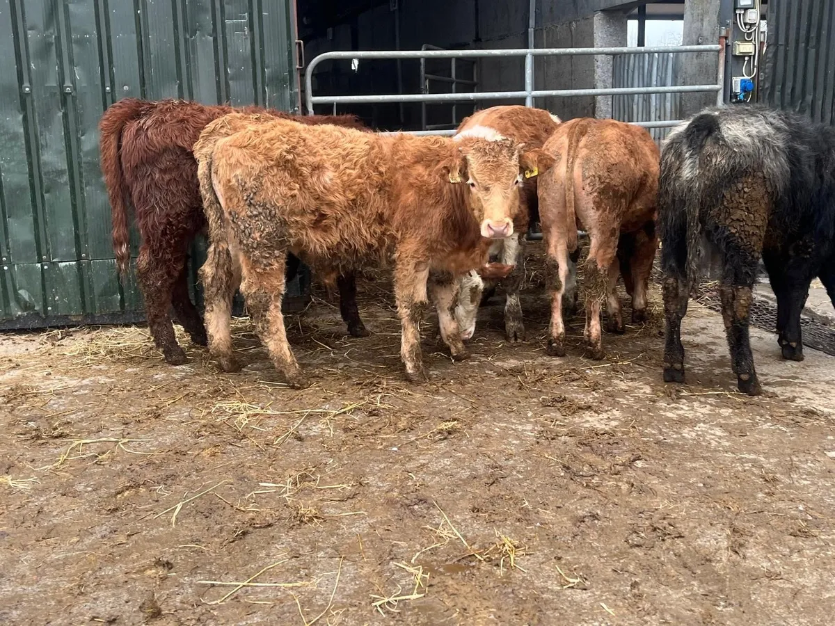 5 super 320 kg continental bullocks - Image 1