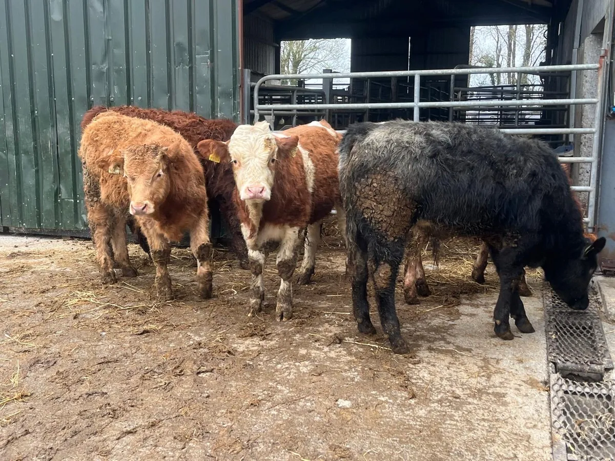 5 super 320 kg continental bullocks - Image 2