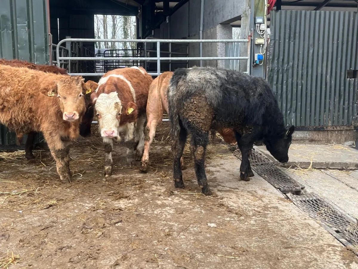 5 super 320 kg continental bullocks - Image 3