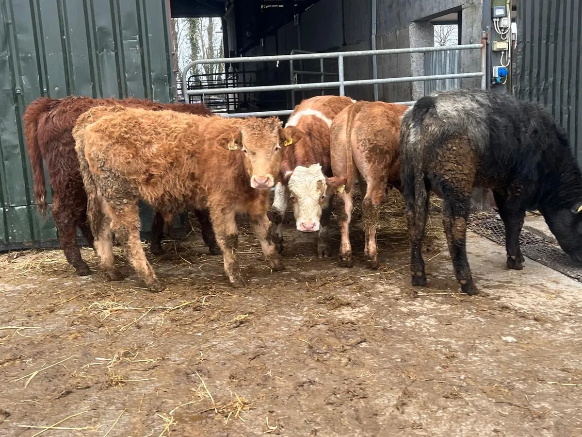 5 super 320 kg continental bullocks - Image 4