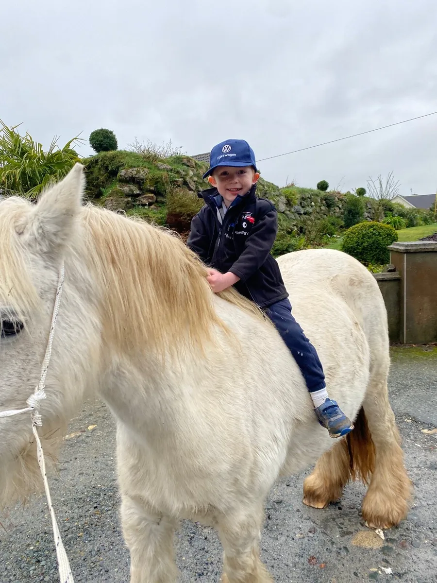 11 year old mare - Image 1