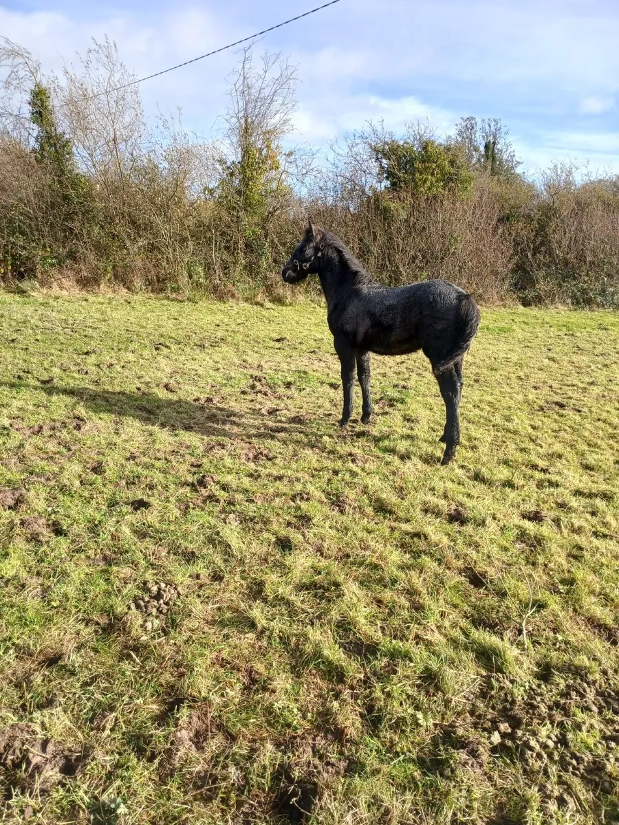 Connemara Foal - Image 1