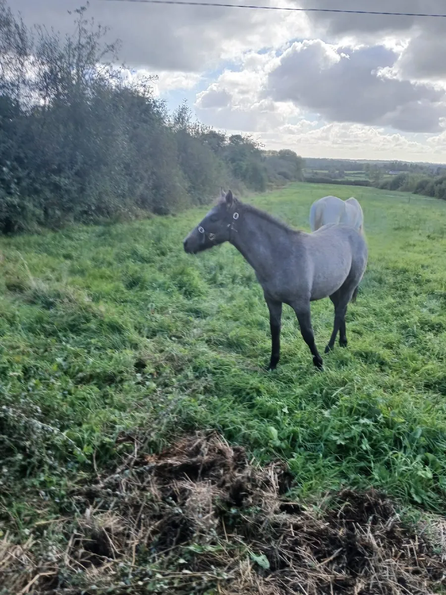 Connemara Foal - Image 2
