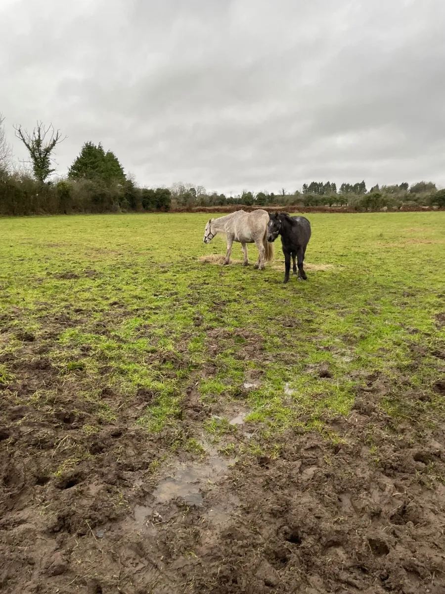 Connemara Foal - Image 3