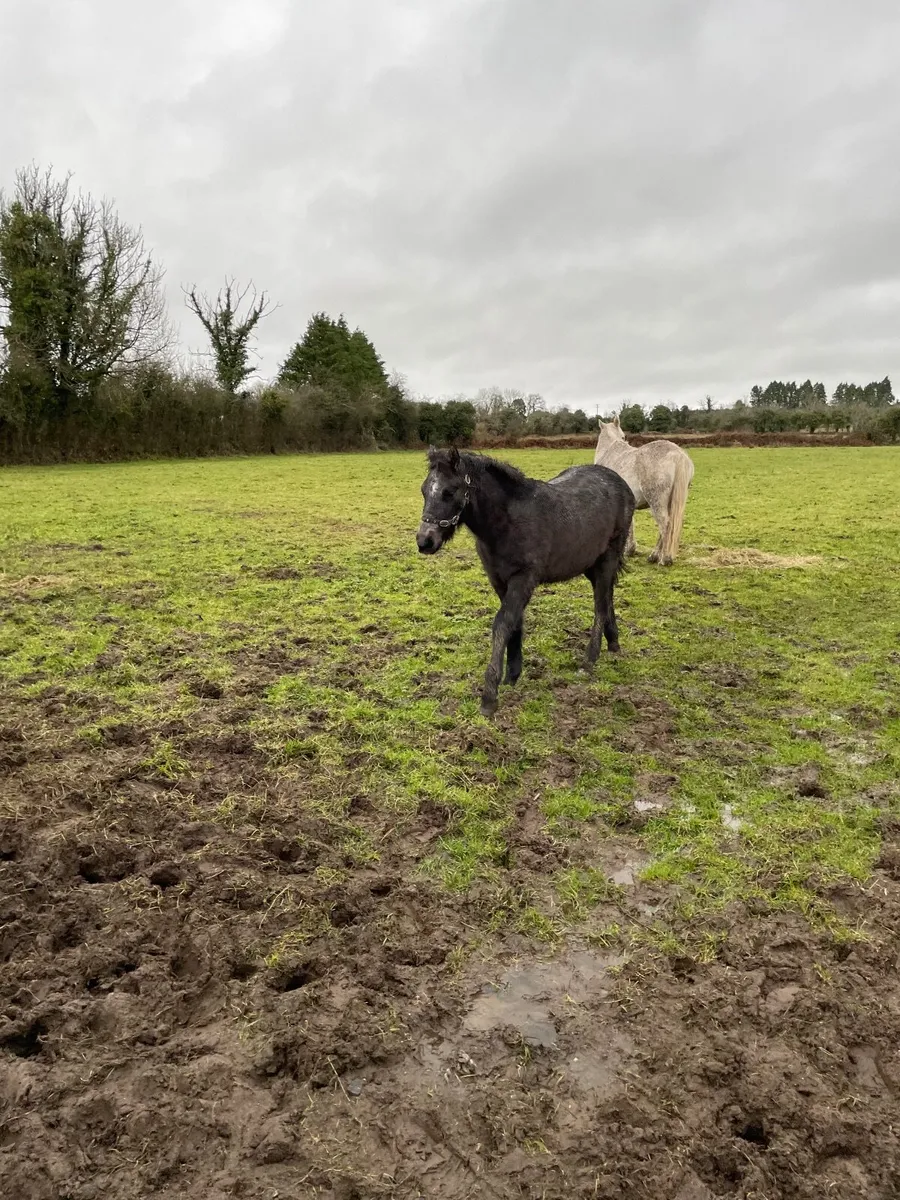 Connemara Foal - Image 4