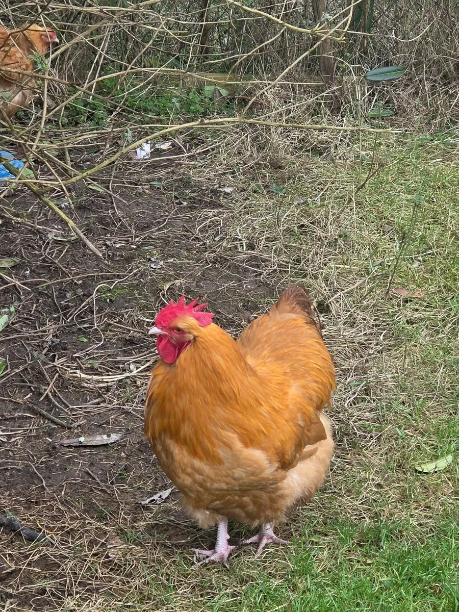 Buff orpington rooster - Image 2