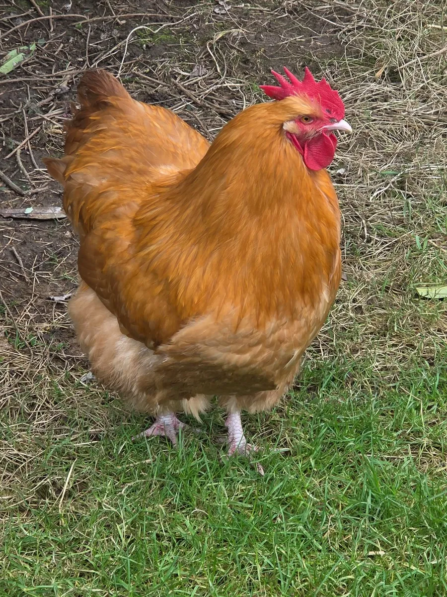 Buff orpington rooster - Image 1
