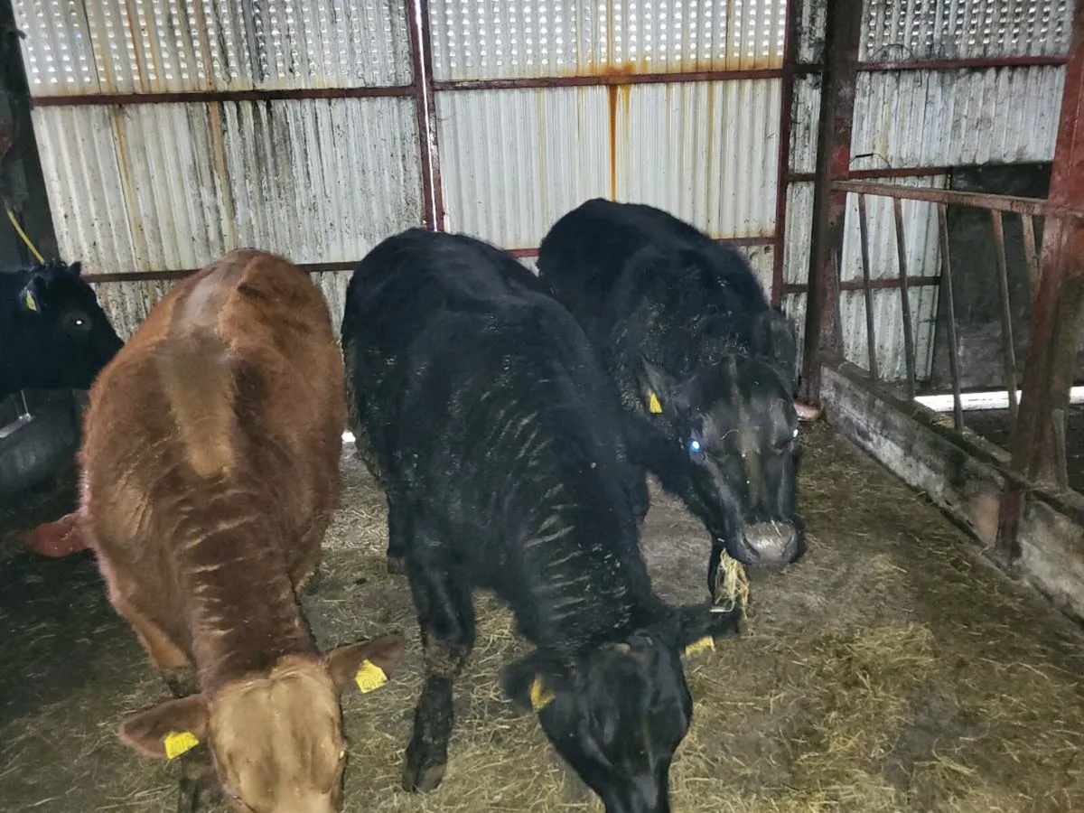 Angus heifers pbr - Image 1