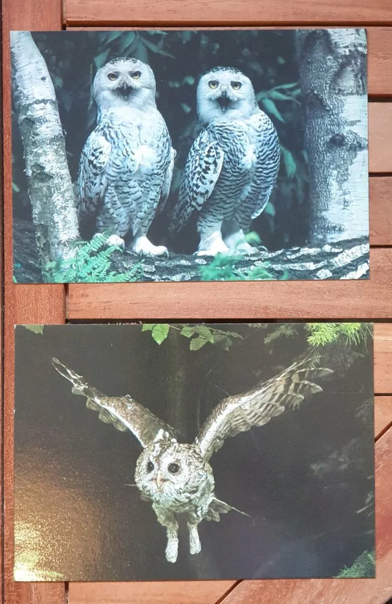 Fauna Postcards - Image 2