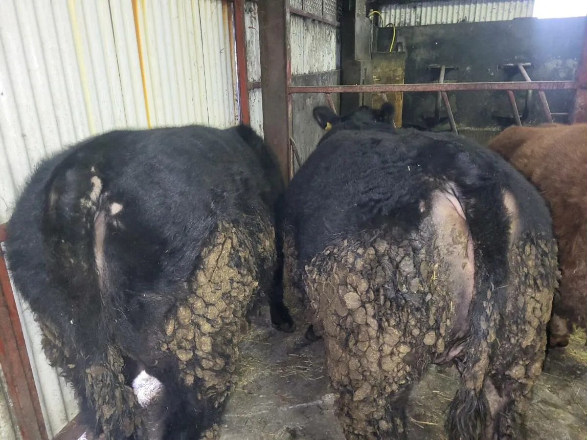 Angus heifers pbr - Image 2