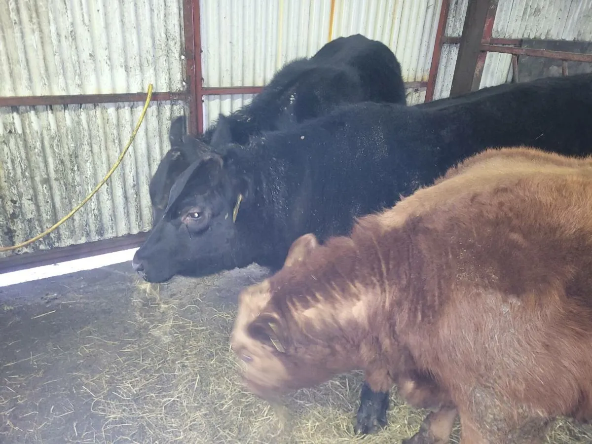 Angus heifers pbr - Image 3