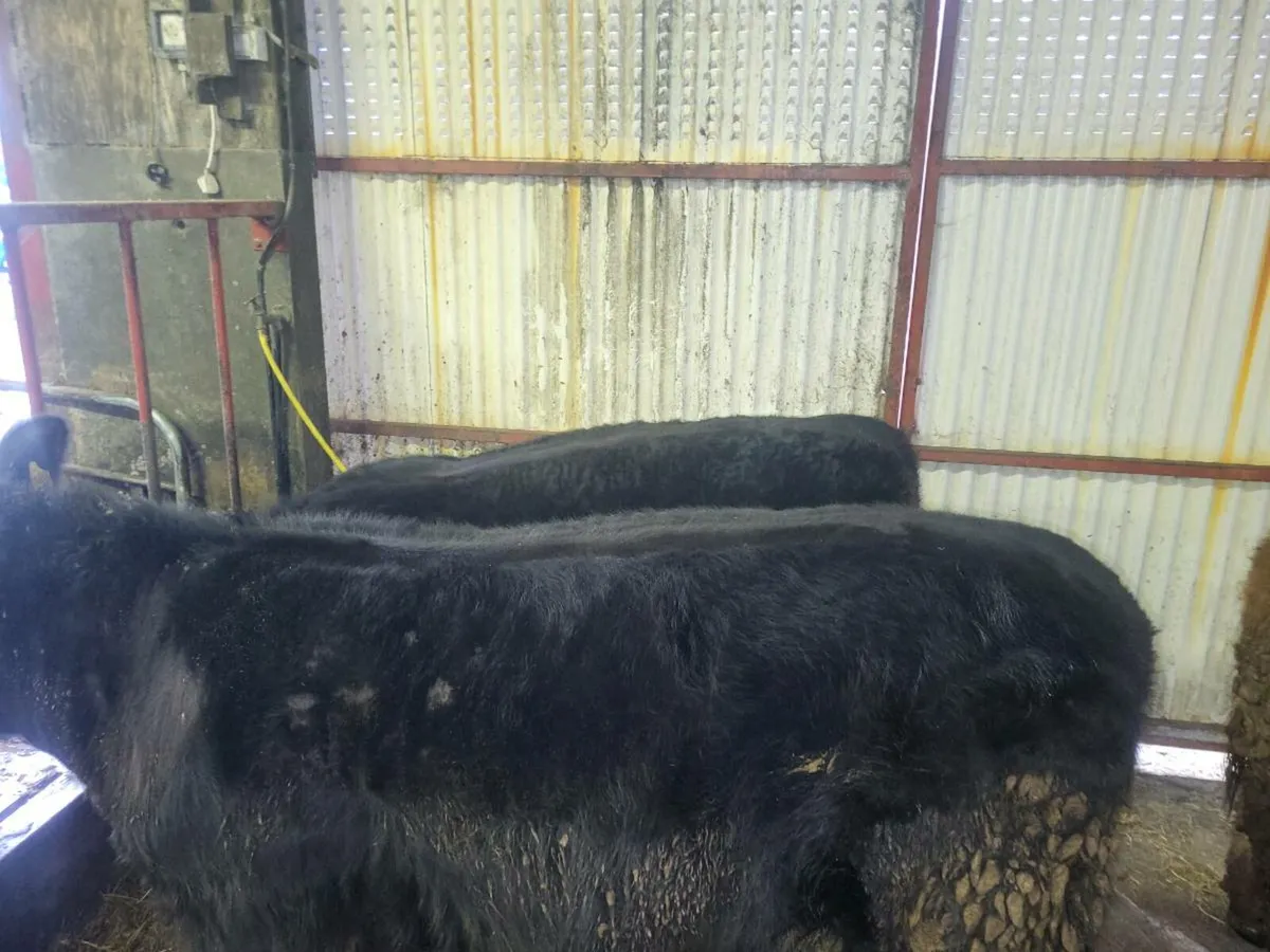 Angus heifers pbr - Image 4