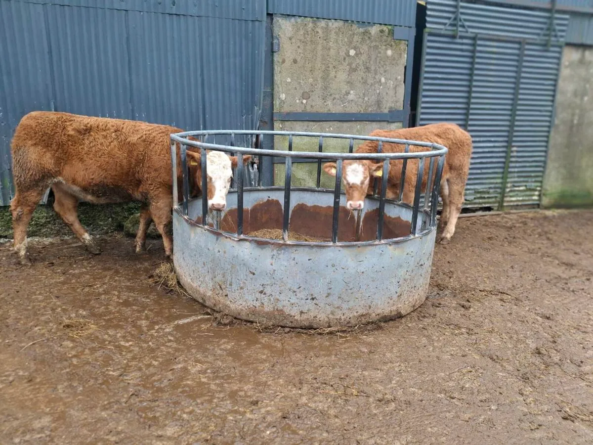 2 breeding heifers - Image 3