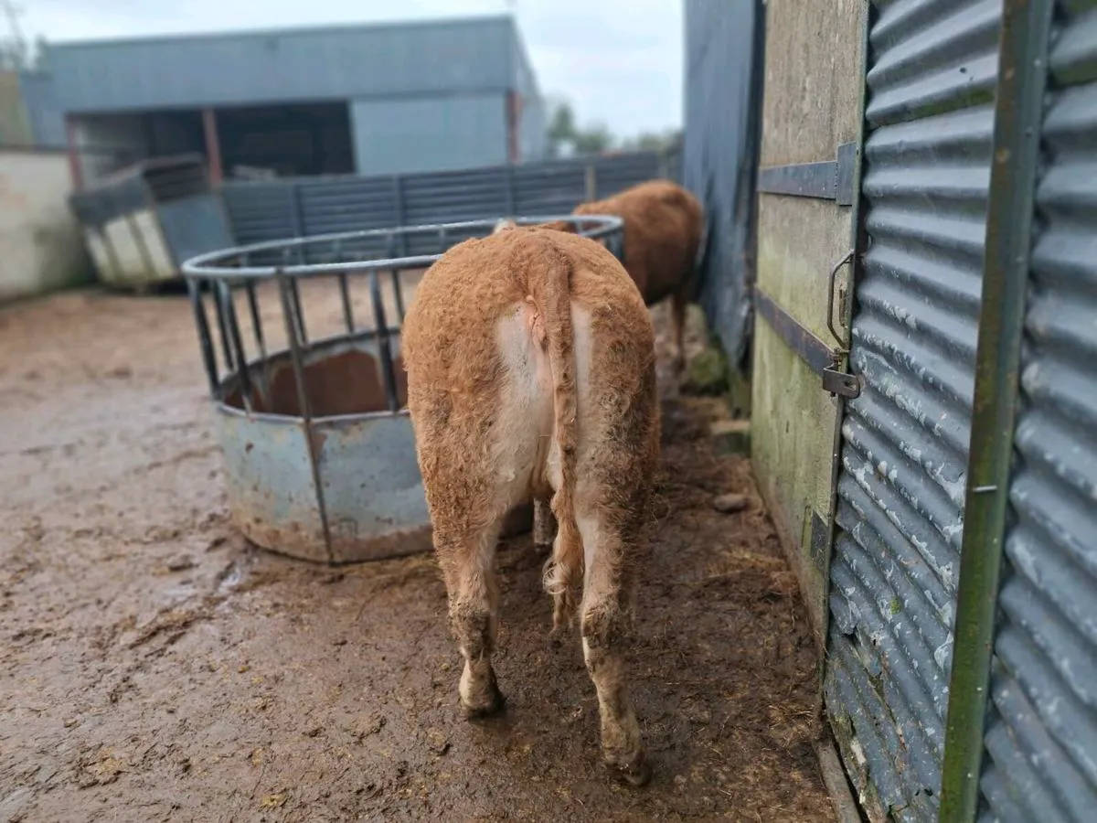 2 breeding heifers - Image 4