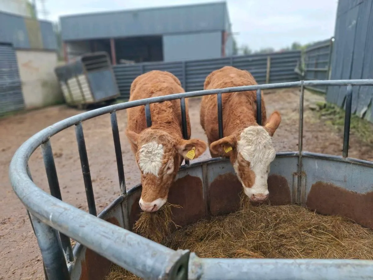 2 breeding heifers - Image 1