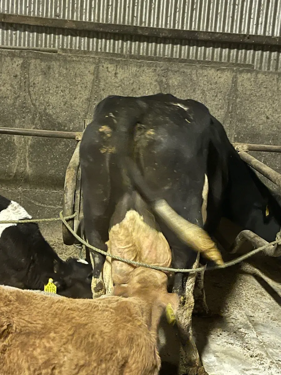 Cow to rear calves - Image 2