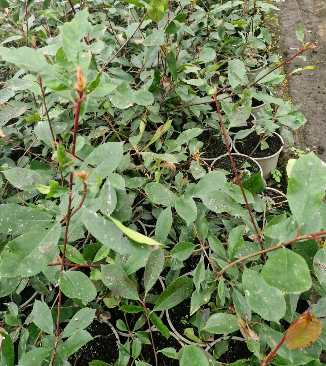 Photina red robin plants for sale