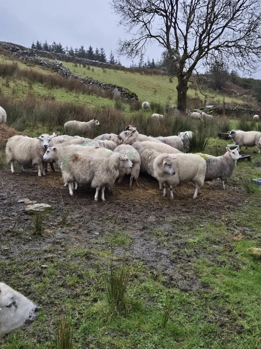 Organic In Lamb Ewes - Image 2