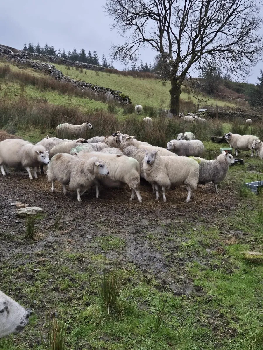 Organic In Lamb Ewes - Image 4