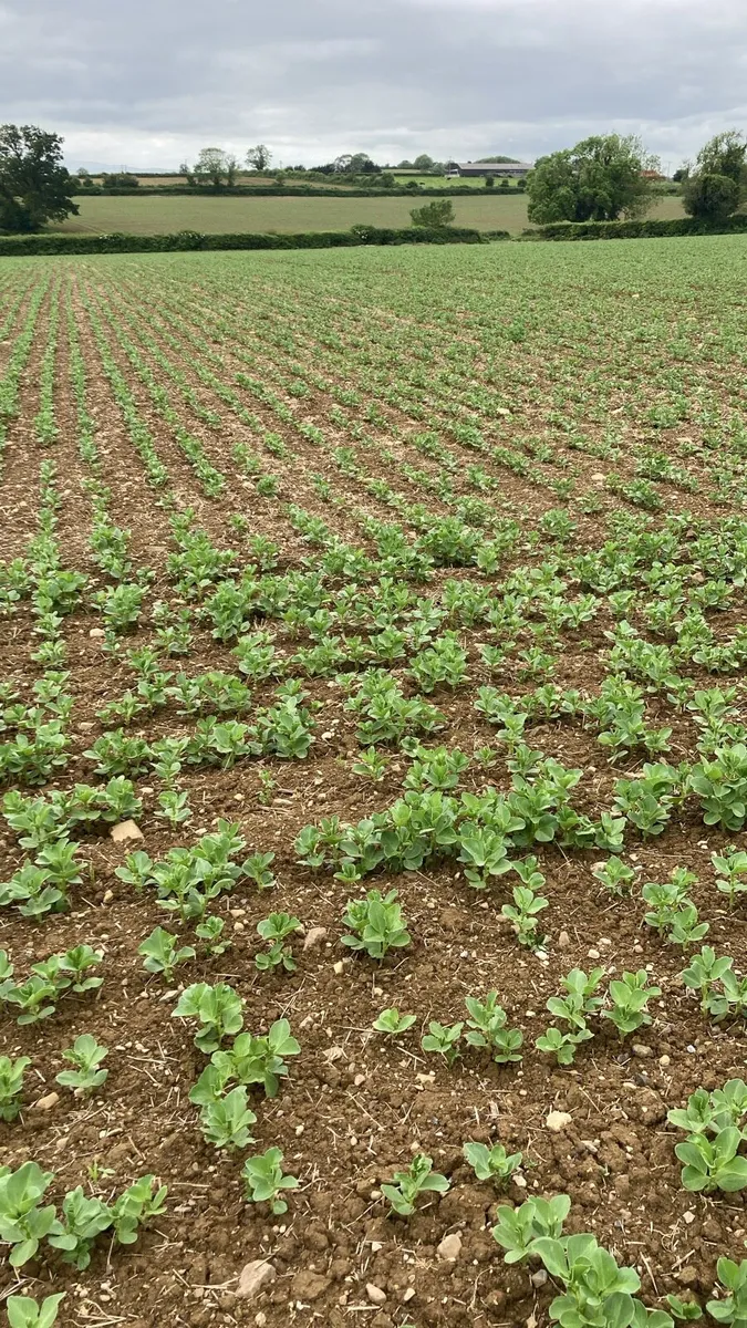 Looking for Land Potatoes & Cereals - Image 4
