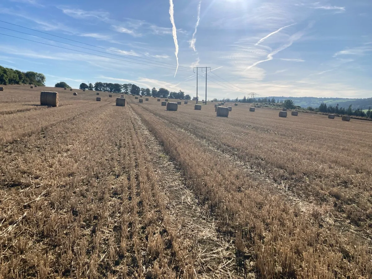 Looking for Land Potatoes & Cereals - Image 3