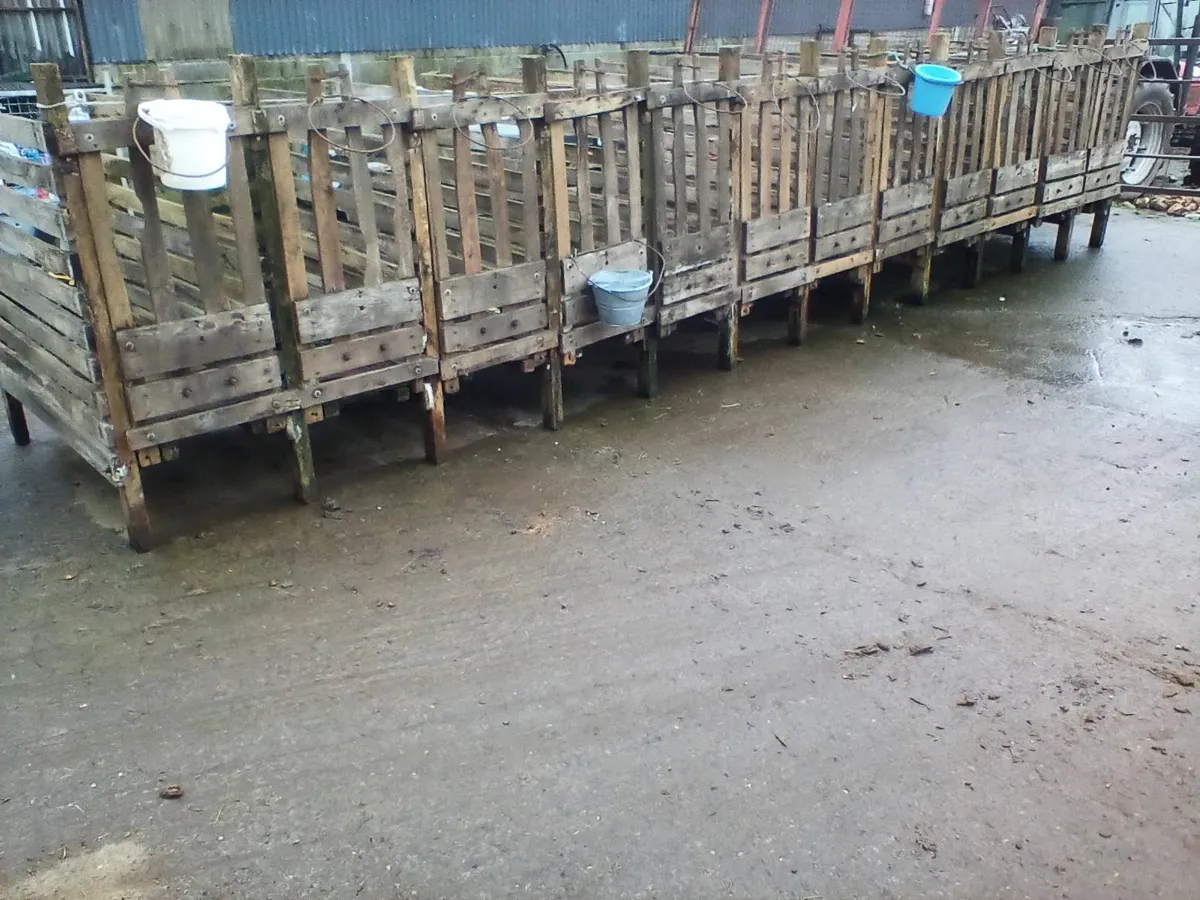 Calf equipement - Image 2